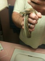 Snake pics 074.jpg