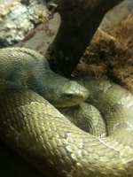 Snake pics 071.jpg