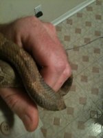 Snake pics 069.jpg