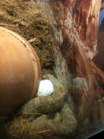 Snake pics 066.jpg