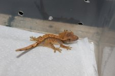 IMG_4166.jpg