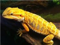 xtreme red chile male(outback dragon ranch) (2).jpg