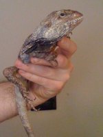 yoshi2.jpg