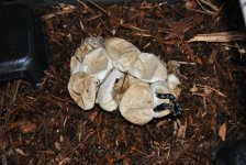 Jungle carpondro hatching.jpg