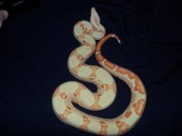 female sunglow.jpg