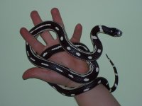kali king female.jpg