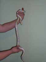 albino king male.jpg
