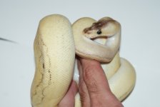 pastelchampcalicofb260.JPG