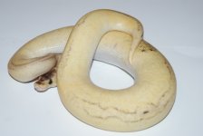 pastelchampcalicof260.JPG