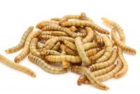 mealworms-catalog_0.JPG