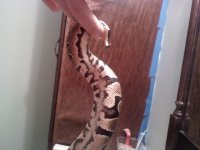 Female Het pied Markers.jpg