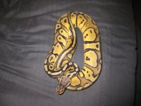 bretts pets 070.jpg