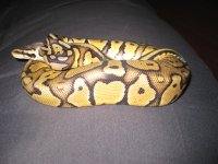 bretts pets 071.jpg