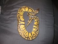bretts pets 072.jpg