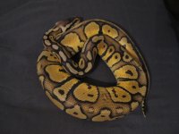 bretts pets 075.jpg