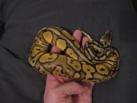 bretts pets 082.jpg