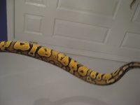 bretts pets 083.jpg