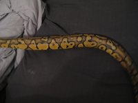 bretts pets 086.jpg