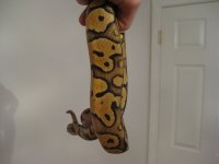 bretts pets 080.jpg