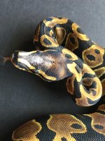 F SH het albino pied2.jpg
