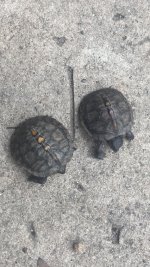 box turtles.jpg
