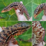tegu4.jpg