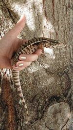 tegu3.jpg