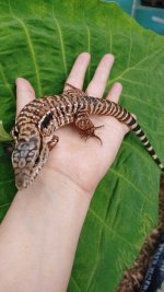 tegu.jpg
