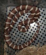 '18 Hypo Cal King.jpg