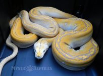 Purple GC breeder male 2.jpg