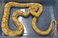 Purp Tiger money male.jpg