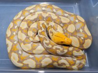 purple male in large tub.jpg