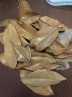 Magnolia leaves.jpg
