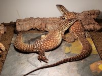 western giant pair3.jpg