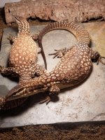 western giant pair2.jpg
