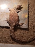 western giant female2.jpg