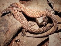 red ackie pair.jpg