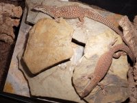 yellow ackie pair.jpg