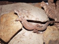 yellow ackie male.jpg