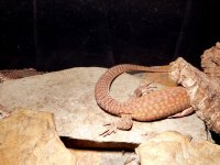 yellow ackie female.jpg