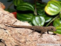 gonatodes_albogularis_fuscus_juvenile.jpg