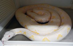 Amel female WM.jpg