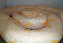 Amel female 2 WM.jpg