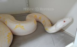 Amel female 5 WM.jpg