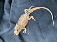 IMG_1944.jpg