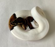 H02-BPPD-2018-Female.jpg