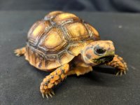 redcata.jpg
