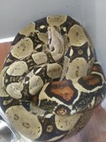 Big Girl Boa.jpg