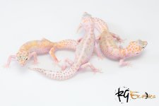G#1.jpg