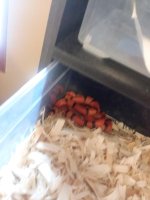 hypo tangerine female.jpg
